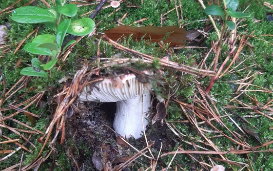 Pilz w&auml;chst unterm Moos versteckt, Foto: Susann Nitzsche, Lizenz: Naturwacht Brandenburg