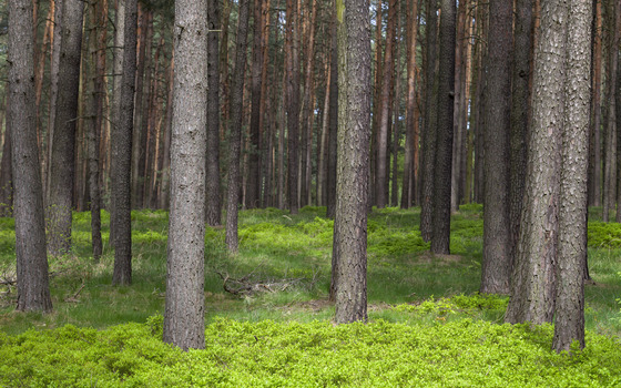 Wald, Foto: LKEE, Andreas Franke, Lizenz: LKEE, Andreas Franke