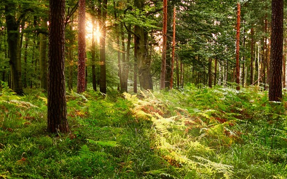 In Gold getaucht, Foto: Bernd Tanneberger, Lizenz: FV Naturpark