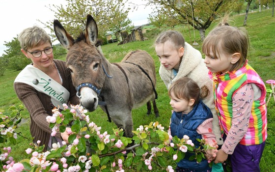 Einladung zum Blütenfest, Foto: Veit Rösler, Lizenz: Veit Rösler