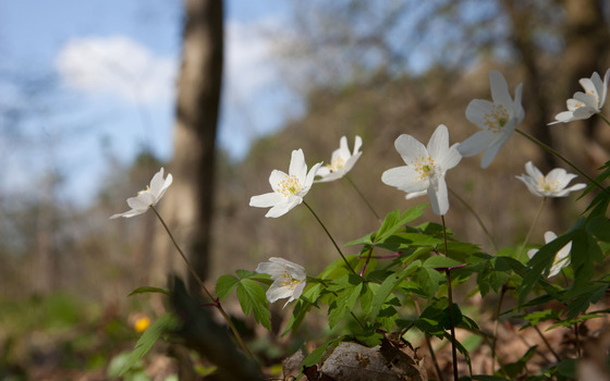 Buschwindröschen, Foto: Johannes Müller, Lizenz: NaturSchutzFonds Brandenburg