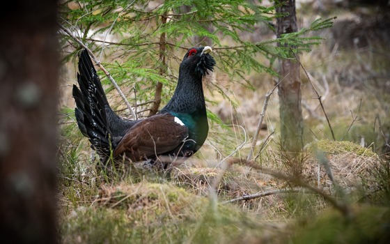 Auerhahn im Naturpark, Foto: Alexander Erdbeer, Lizenz: FV Naturpark