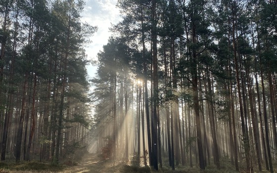 Sonnenstrahlen im Kiefernwald, Foto: Nicola Glaser