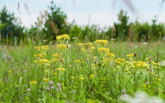 Foto: Stefan Röhrscheid, Lizenz: Stefan Röhrscheid