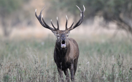 Foto: Peter Koch, Lizenz: Peter Koch