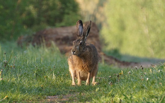 Foto: Ingo Decker, Lizenz: Ingo Decker
