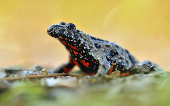 Foto: Sebastian Hennings, Lizenz: Sebastian Hennings