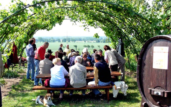 Menschen sitzen unter einer Weinlaube an B&auml;nken, mit Blick auf Felder., Foto: Weinbauverein Schlieben, Lizenz: Weinbauverein Schlieben